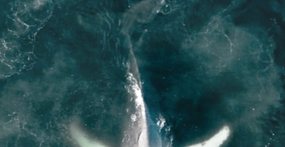 Im TV: Der Wal und der Rabe