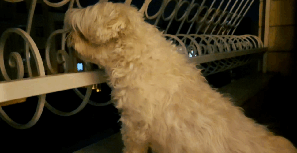 STATTKINO auf dem Kölner Neumarkt