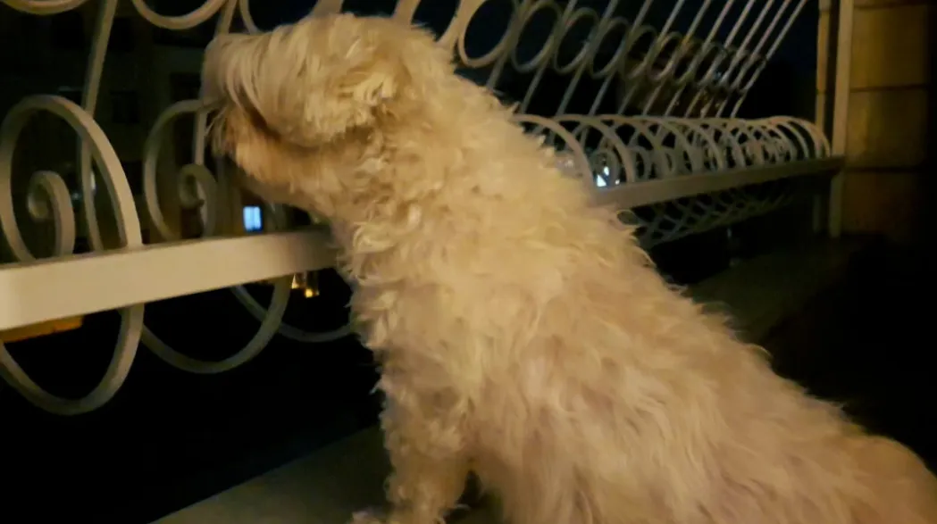 STATTKINO auf dem Kölner Neumarkt